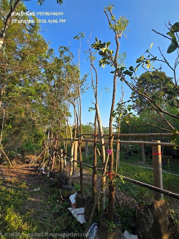 ปีบขาว3" | สวนป้านิตย์ ปราจีนบุรี - เมืองปราจีนบุรี ปราจีนบุรี