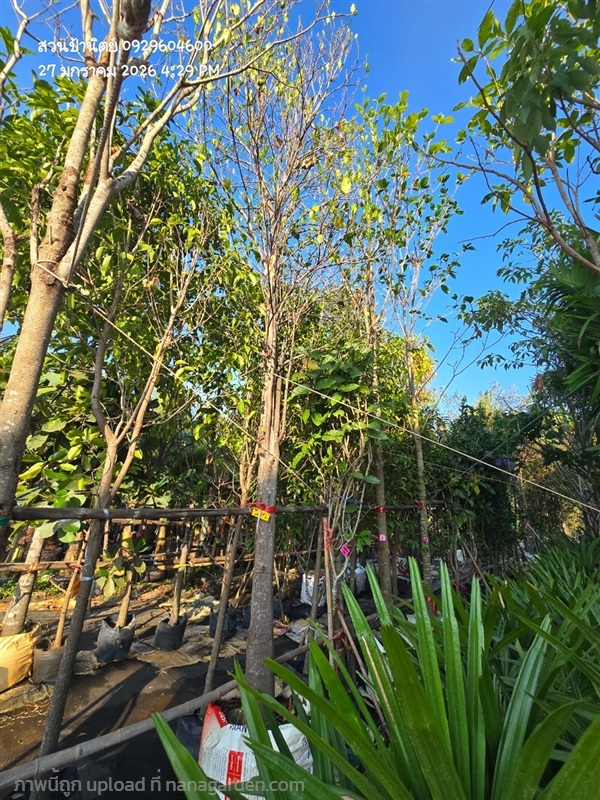 ขนุนแดงสุริยาหน้า6 กำลังแตกใบใหม่ | สวนป้านิตย์ ปราจีนบุรี - เมืองปราจีนบุรี ปราจีนบุรี