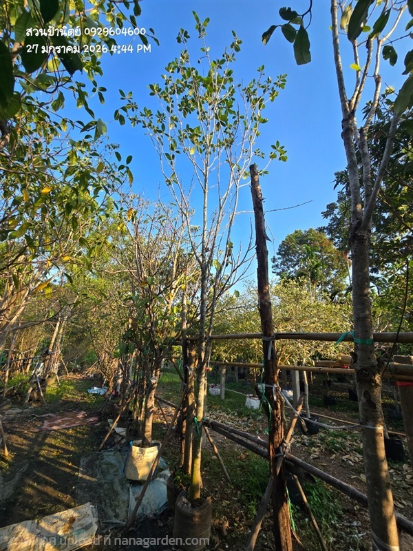 คำมอกหลวง หน้า3 | สวนป้านิตย์ ปราจีนบุรี - เมืองปราจีนบุรี ปราจีนบุรี