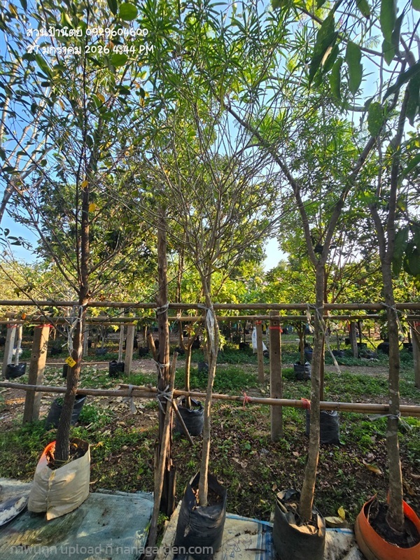 รำเพย หน้า2 สีโอรส | สวนป้านิตย์ ปราจีนบุรี - เมืองปราจีนบุรี ปราจีนบุรี