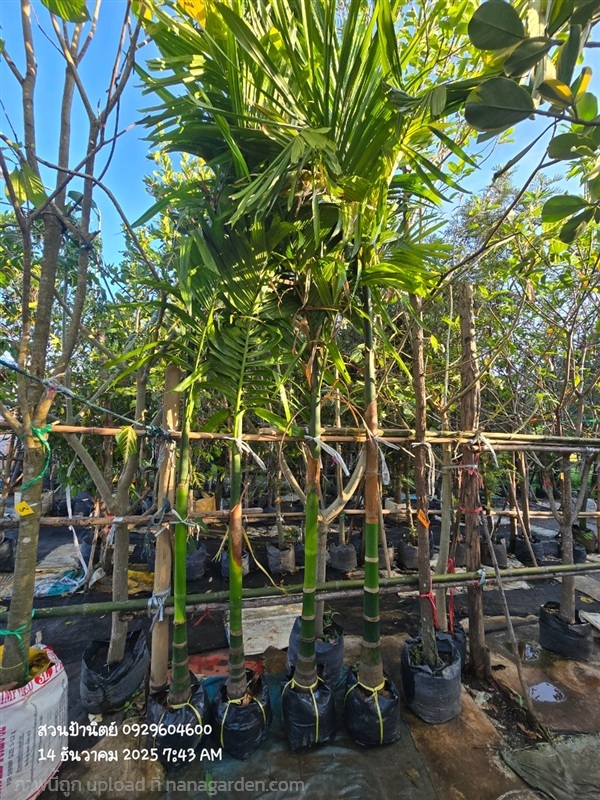 หมากสง  | สวนป้านิตย์ ปราจีนบุรี - เมืองปราจีนบุรี ปราจีนบุรี