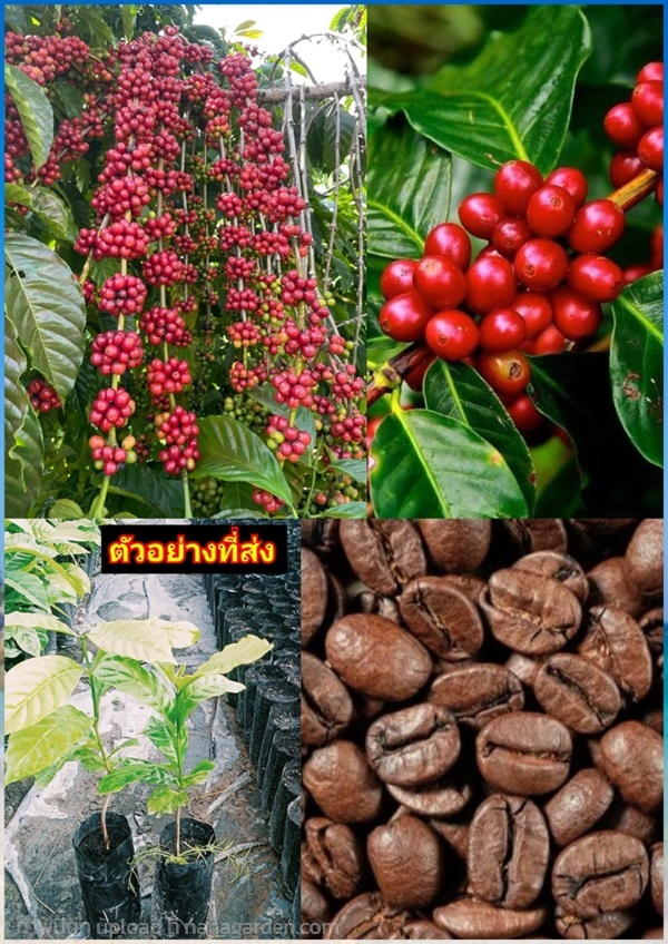 5ต้น ต้นกาแฟ โรบัสต้า Robusta coffee Co | Shopping by lewat - เมืองมหาสารคาม มหาสารคาม