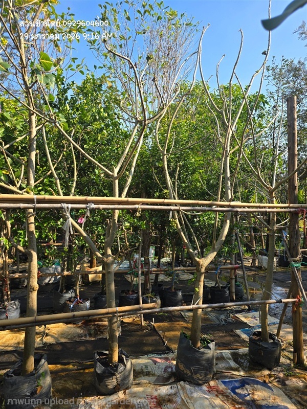 ทองหลางด่าง3" ดอกสีขาว | สวนป้านิตย์ ปราจีนบุรี - เมืองปราจีนบุรี ปราจีนบุรี