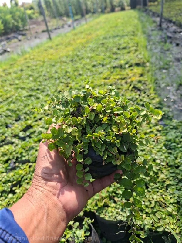 หญ้าใบต่างเหรียญ | สวนพันธุ์ไม้ ป๊อบ - องครักษ์ นครนายก