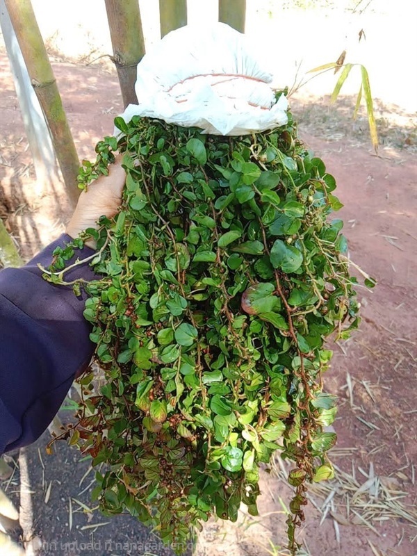 หญ้าใบต่างเหรียญ ล้างราก  | เนตรนภาพันธุ์ไม้ - เมืองตรัง ตรัง