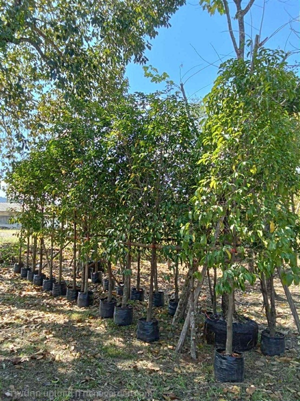 ต้นพิกุล | มนตรี สวนป่าไม้เศรษฐกิจ - โพธาราม ราชบุรี