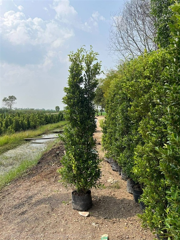 ไทรเกาหลี  | มนตรี สวนป่าไม้เศรษฐกิจ - โพธาราม ราชบุรี