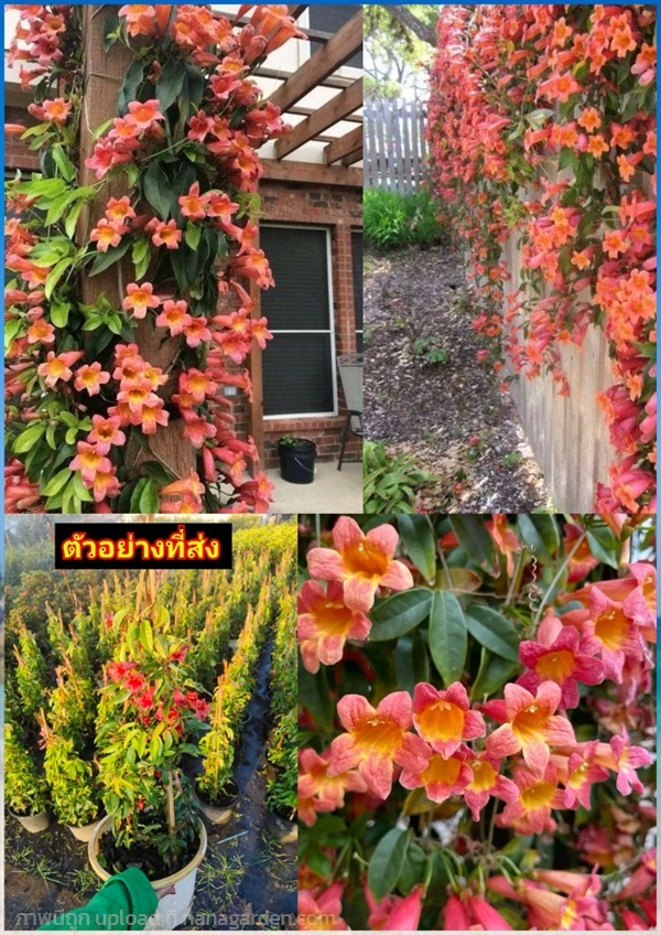 ส้มชัชวาลย์ เหลืองชัชวาลสีส้ม ชัชวาลย์ สีส้ม Orang | Shopping by lewat - เมืองมหาสารคาม มหาสารคาม