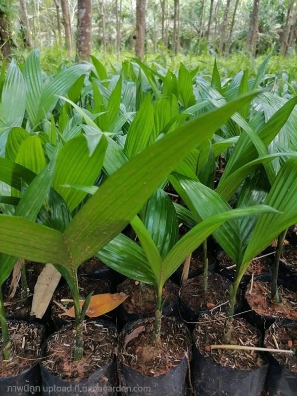 หมากสูง | สวนมะพร้าวพันธุ์ไม้ - หาดใหญ่ สงขลา