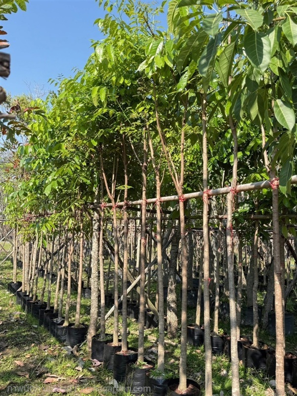 ต้นมะฮอกกานี ขนาด2-6นิ้ว | สวนพร้อมพันธุ์ไม้ -  ปราจีนบุรี