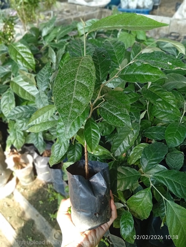 ต้นมะหลอด สูง 30 ซม. | สวนลมหนาว ไอดินฟาร์ม - ฮอด เชียงใหม่