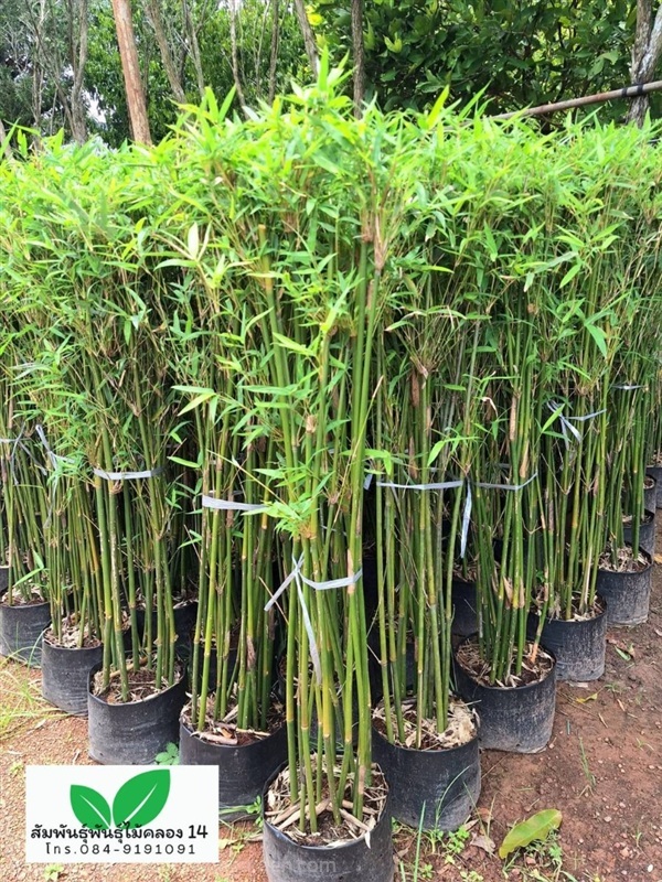 ไผ่จีน ต้นไผ่หลอด | สัมพันธุ์พันธุ์ไม้ คลอง 14 - ธัญบุรี ปทุมธานี