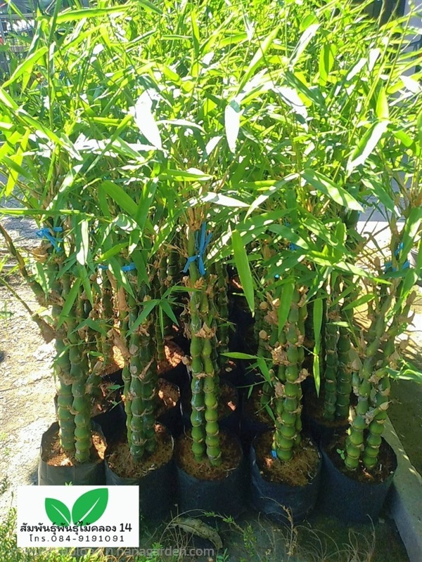 ต้นไผ่น้ำเต้า | สัมพันธุ์พันธุ์ไม้ คลอง 14 - ธัญบุรี ปทุมธานี