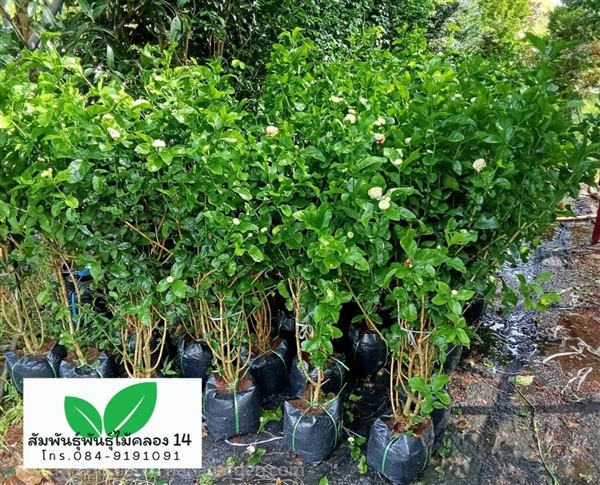 ต้นมะลิซ้อน | สัมพันธุ์พันธุ์ไม้ คลอง 14 - ธัญบุรี ปทุมธานี