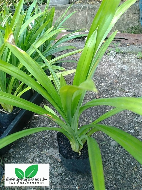 ต้นเตยหอม  | สัมพันธุ์พันธุ์ไม้ คลอง 14 - ธัญบุรี ปทุมธานี