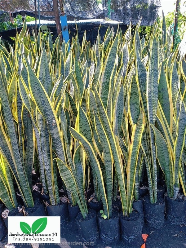 ลิ้นมังกรขอบทอง | สัมพันธุ์พันธุ์ไม้ คลอง 14 - ธัญบุรี ปทุมธานี