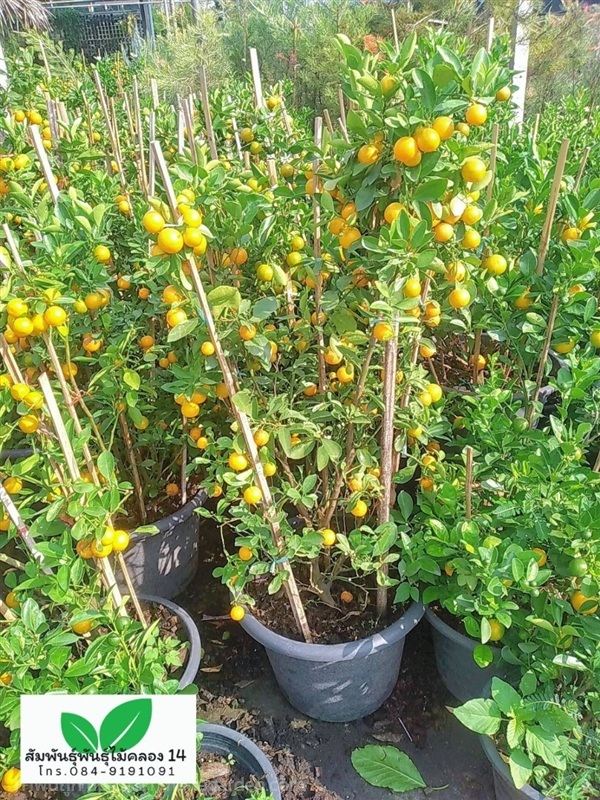 ส้มจี๊ด ต้นส้มจี๊ด | สัมพันธุ์พันธุ์ไม้ คลอง 14 - ธัญบุรี ปทุมธานี