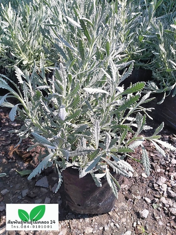 ลาเวนเดอร์ ต้นลาเวนเดอร์ | สัมพันธุ์พันธุ์ไม้ คลอง 14 - ธัญบุรี ปทุมธานี