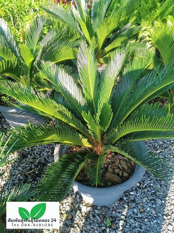 ปรง ต้นปรง ปรงญี่ปุ่น | สัมพันธุ์พันธุ์ไม้ คลอง 14 - ธัญบุรี ปทุมธานี