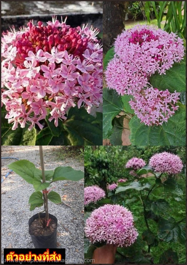 ต้นนางแย้มจีน นางแย้มฮาวาย Chinese Glory Bower Cle | Shopping by lewat - เมืองมหาสารคาม มหาสารคาม