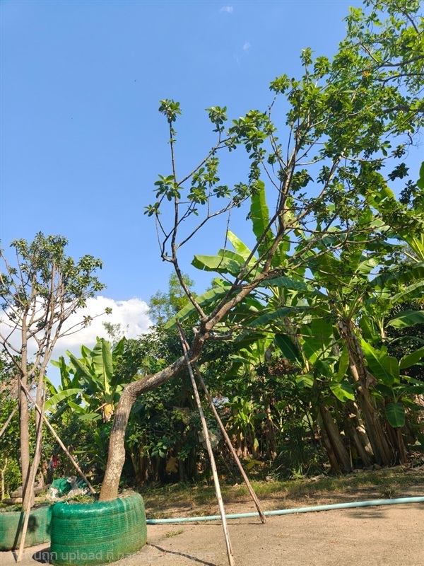 ต้นจิกน้ำหรือสร้อยระย้า | สวนการันต์ไม้ใหญ่ - คลองขลุง กำแพงเพชร