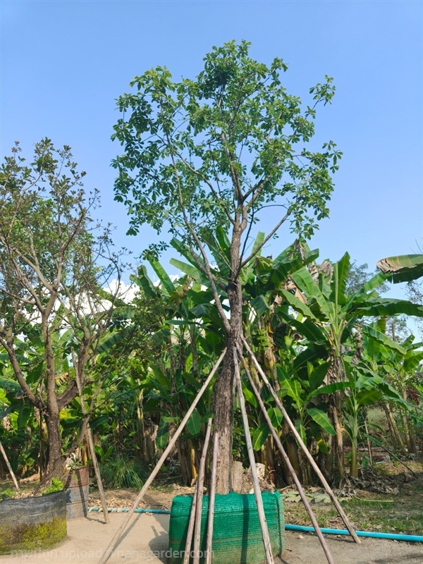 ต้นจิกน้ำหรือสร้อยระย้า | สวนการันต์ไม้ใหญ่ - คลองขลุง กำแพงเพชร