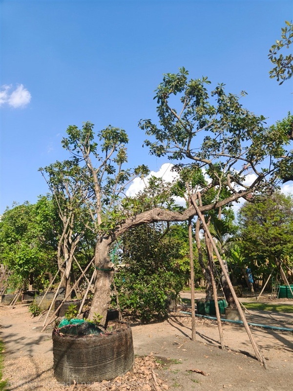 ต้นจิกน้ำหรือสร้อยระย้า | สวนการันต์ไม้ใหญ่ - คลองขลุง กำแพงเพชร