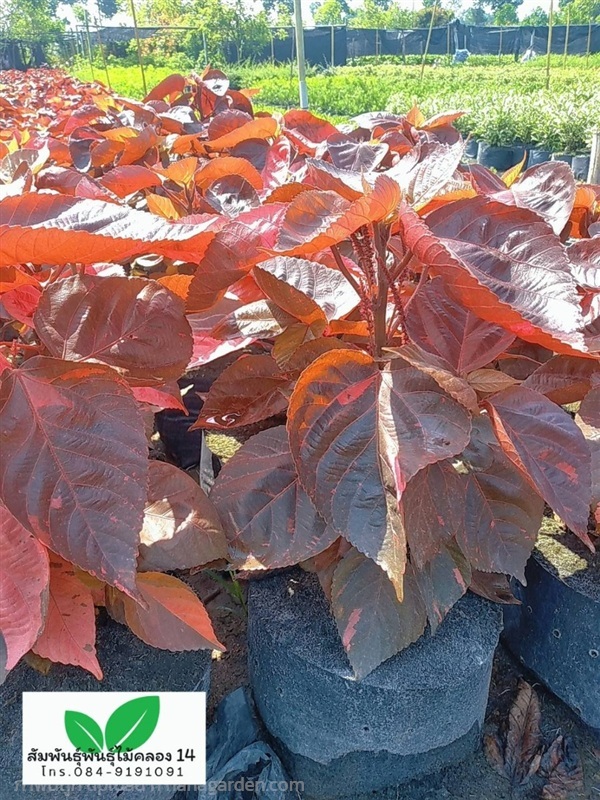 หูปลาช่อน ต้นหูปลาช่อน | สัมพันธุ์พันธุ์ไม้ คลอง 14 - ธัญบุรี ปทุมธานี