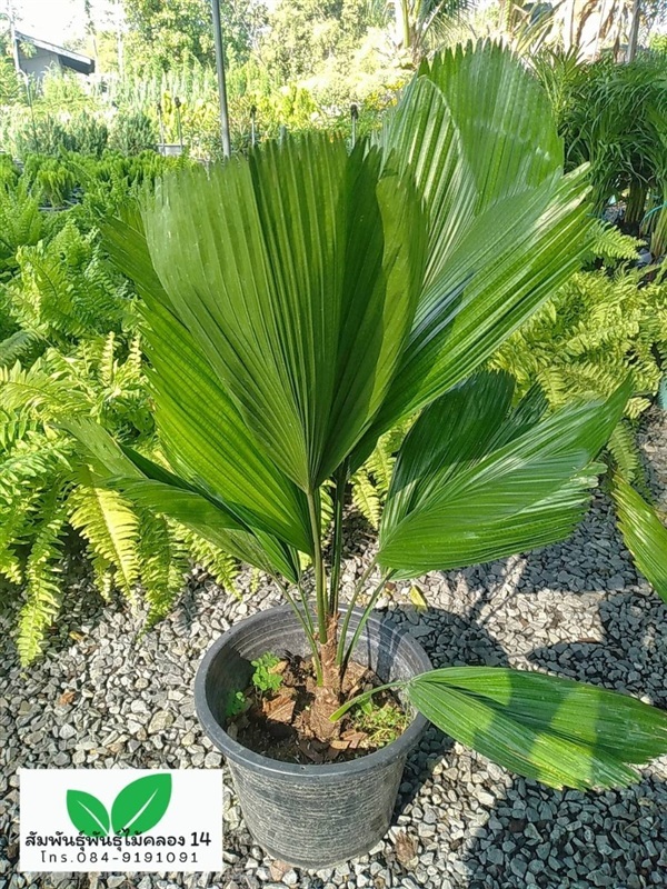 ปาล์มพัดจีบ ต้นปาล์มพัดจีบ | สัมพันธุ์พันธุ์ไม้ คลอง 14 - ธัญบุรี ปทุมธานี