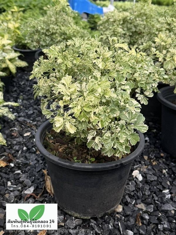 เล็บครุฑใบผักชี เล็บครุฑใบผักชีด่างแคระ | สัมพันธุ์พันธุ์ไม้ คลอง 14 - ธัญบุรี ปทุมธานี