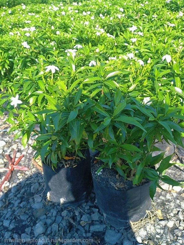 พุดศุภโชค ต้นพุดศุภโชค | สัมพันธุ์พันธุ์ไม้ คลอง 14 - ธัญบุรี ปทุมธานี