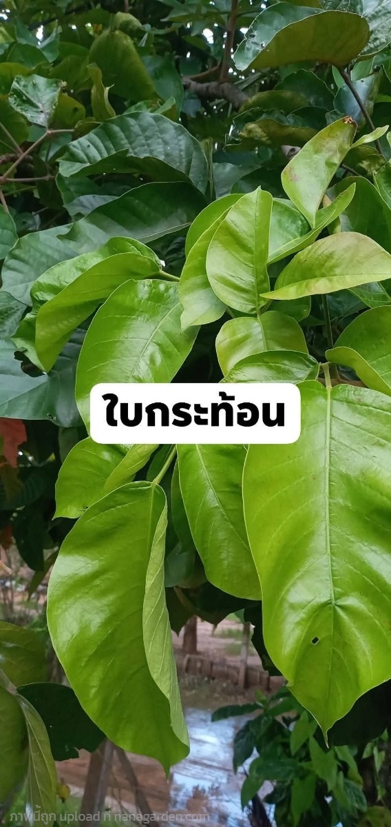 ใบกระท้อน เฉพาะใบสด 1 กิโลกรัม 100 บาท | เมล็ดพันธุ์ดี เกษตรวิถีไทย - เมืองระยอง ระยอง