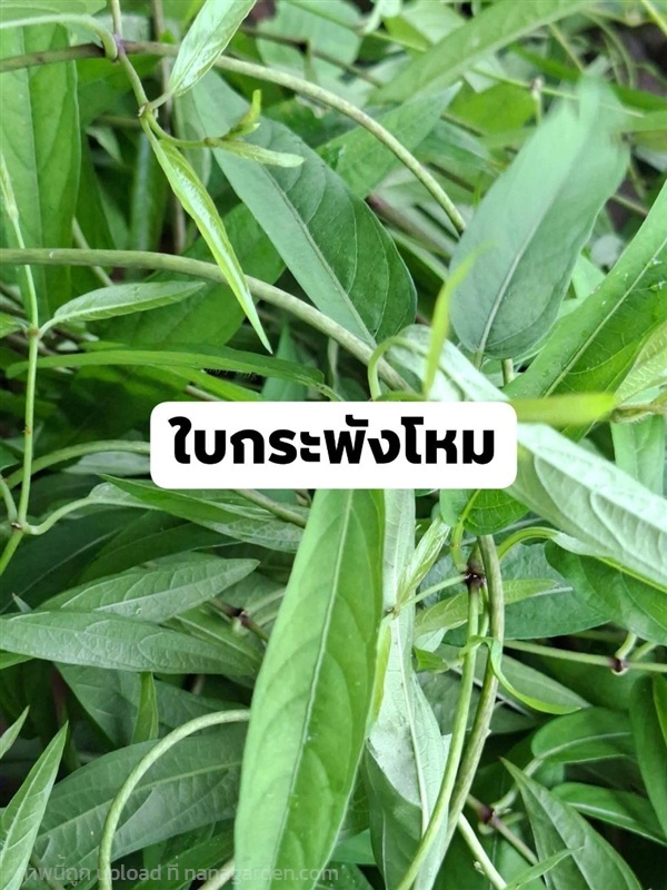 กระพังโหม ตดหมูตดหมาสด 1 กิโลกรัม 100 บาท | เมล็ดพันธุ์ดี เกษตรวิถีไทย - เมืองระยอง ระยอง