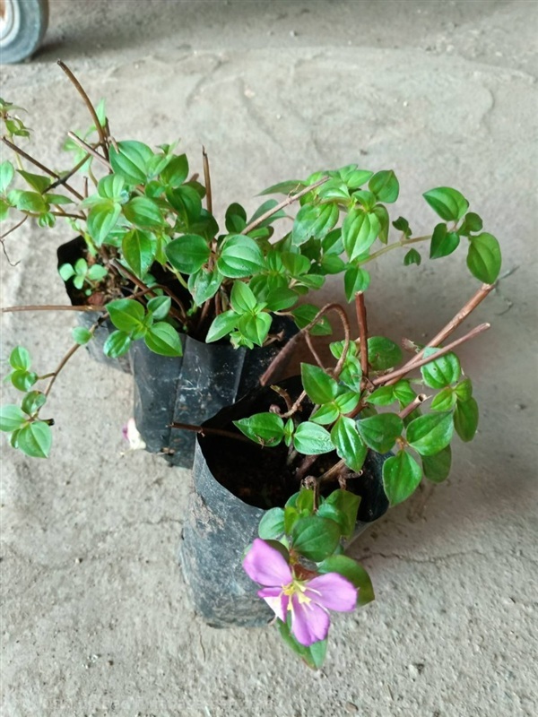 ต้นพันธุ์ โคลงเคลงเลื้อย ถุงดำพร้อมปลูก 30 บาท  | เจซีฟาร์ม - เวียงชัย เชียงราย