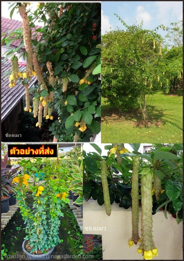 ต้นต่อเงินต่อทอง ซ้องแมว Gmelina philippensis Cham | Shopping by lewat - เมืองมหาสารคาม มหาสารคาม