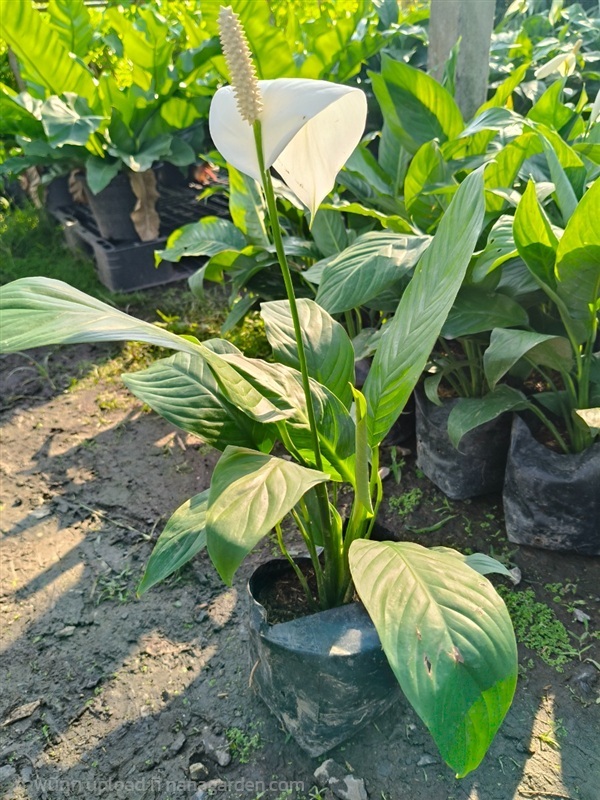 ต้นเดหลีใบโพธิ์ | สวนสุชาติพันธุ์ไม้2คลอง15 - องครักษ์ นครนายก