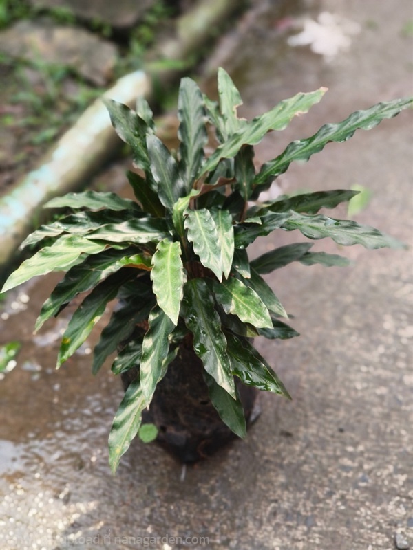 คล้าริบบิ้นแคระ | สวนสุชาติพันธุ์ไม้2คลอง15 - องครักษ์ นครนายก