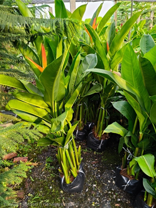 เฮลิโคเนียกาวดูล๊อป | สวนสุชาติพันธุ์ไม้2คลอง15 - องครักษ์ นครนายก