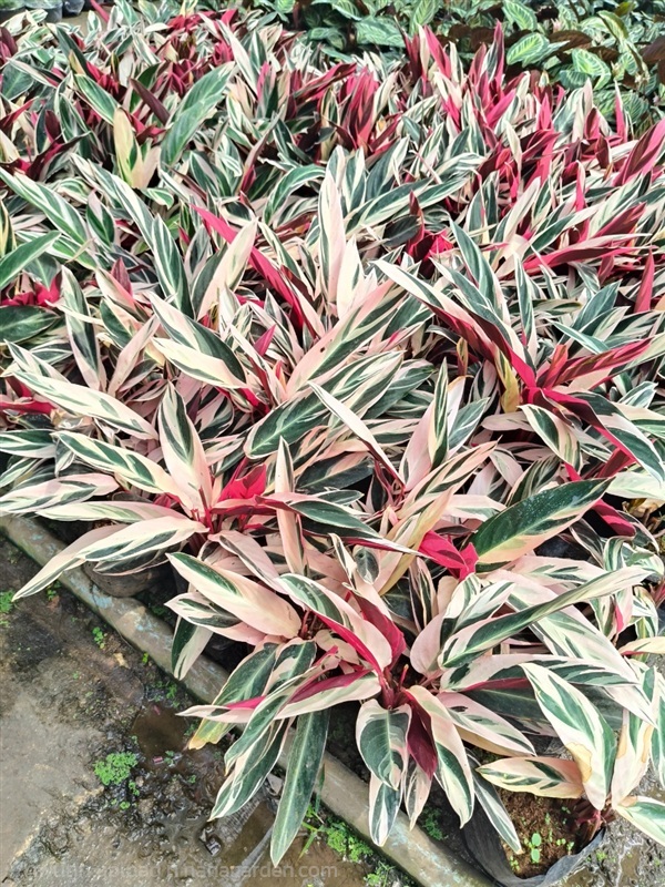 นางพญาคล้าทอง | สวนสุชาติพันธุ์ไม้2คลอง15 - องครักษ์ นครนายก