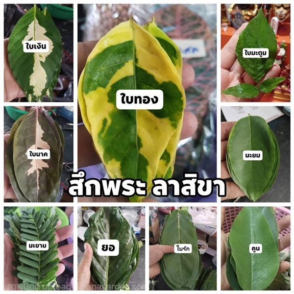ชุดใบไม้มงคล 9 ชนิดๆละ9ใบ ใช้ในพิธีสึกพระ ลาสิขา | เมล็ดพันธุ์ดี เกษตรวิถีไทย - เมืองระยอง ระยอง