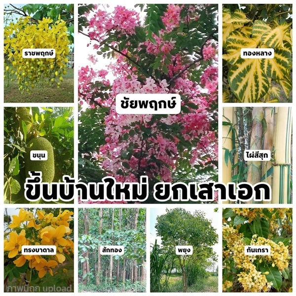 ชุดใบไม้มงคล เพื่อใช้ในพิธีขึ้นบ้านใหม่ยกเสาเอก 9  | เมล็ดพันธุ์ดี เกษตรวิถีไทย - เมืองระยอง ระยอง