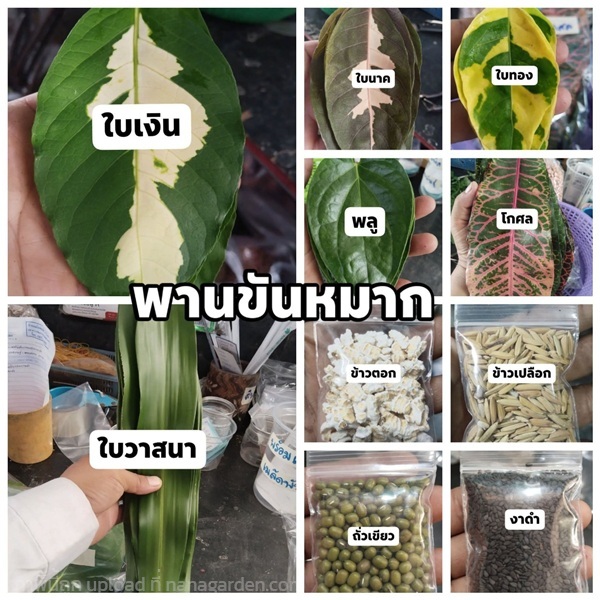 ชุดใบไม้มงคล ในงานแต่ง รองพานขันหมาก | เมล็ดพันธุ์ดี เกษตรวิถีไทย - เมืองระยอง ระยอง