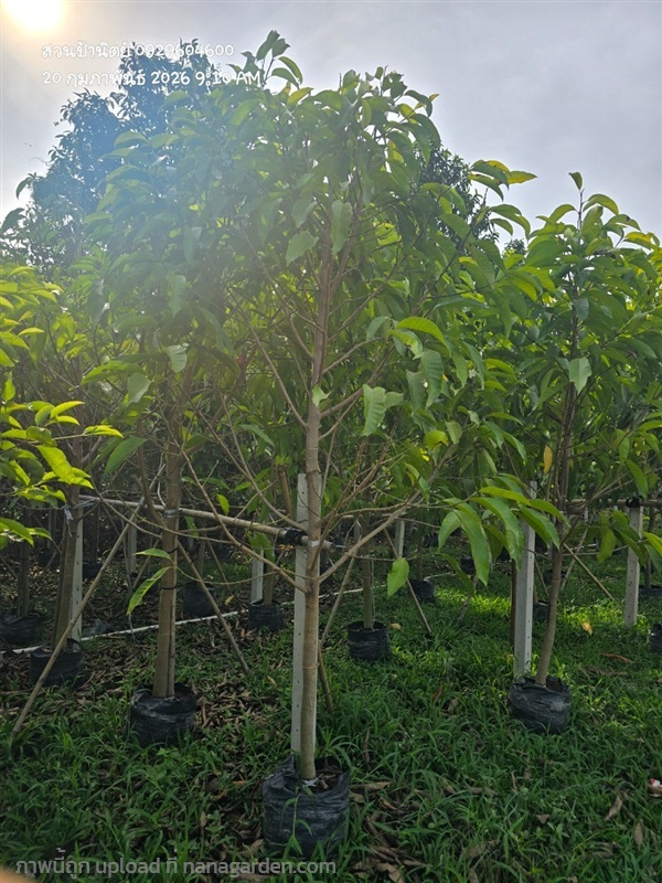 จำปีหน้า2 มีเยอะ ขายคละฟอร์ม | สวนป้านิตย์ ปราจีนบุรี - เมืองปราจีนบุรี ปราจีนบุรี