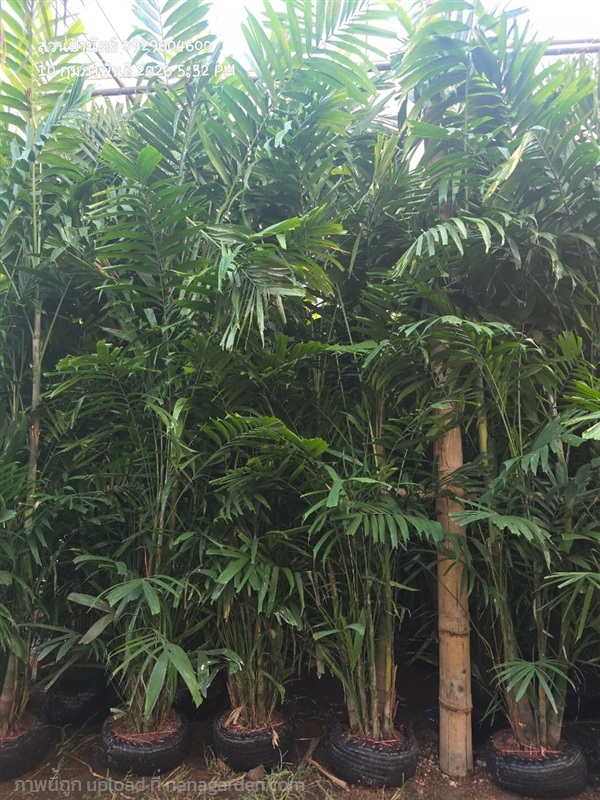 หมากเขียว 4เมตร เย็บตุ้ม | สวนป้านิตย์ ปราจีนบุรี - เมืองปราจีนบุรี ปราจีนบุรี