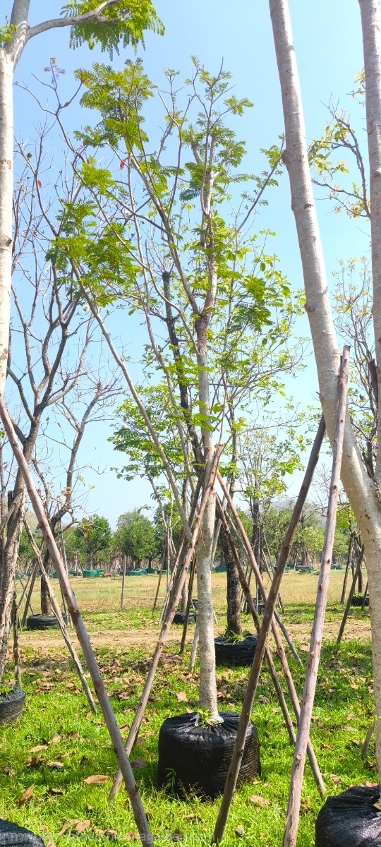 ต้นนนทรี | สวนสมใจนึก - แก่งคอย สระบุรี