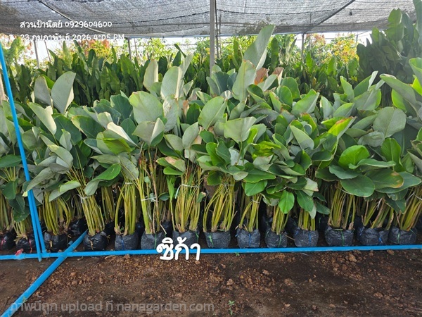 ซิกา1ม. | สวนป้านิตย์ ปราจีนบุรี - เมืองปราจีนบุรี ปราจีนบุรี