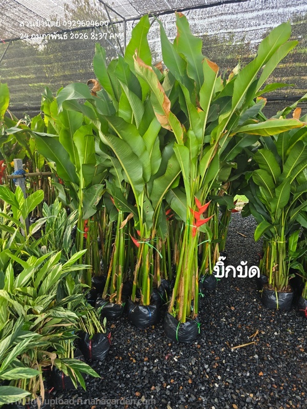 บิ๊กบัด 1.5ม. | สวนป้านิตย์ ปราจีนบุรี - เมืองปราจีนบุรี ปราจีนบุรี