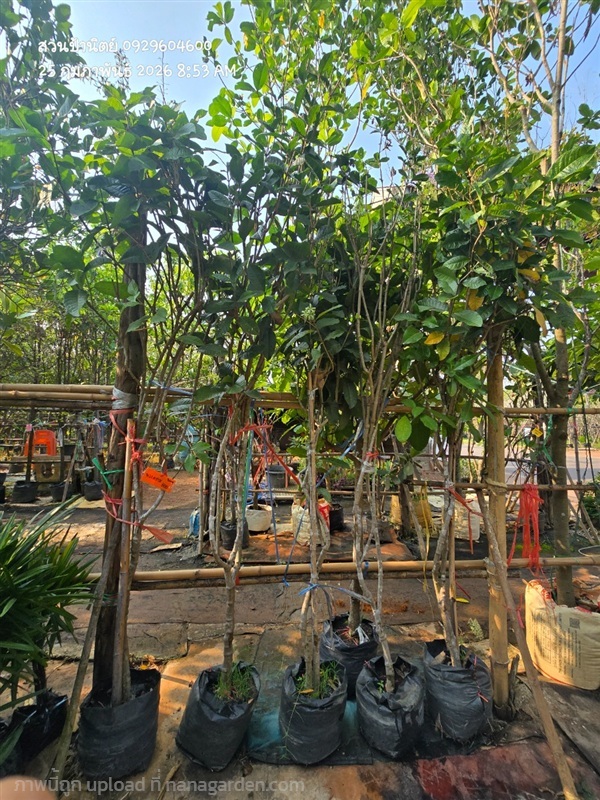 พวงคราม | สวนป้านิตย์ ปราจีนบุรี - เมืองปราจีนบุรี ปราจีนบุรี