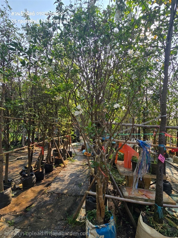 พุดจีบ | สวนป้านิตย์ ปราจีนบุรี - เมืองปราจีนบุรี ปราจีนบุรี