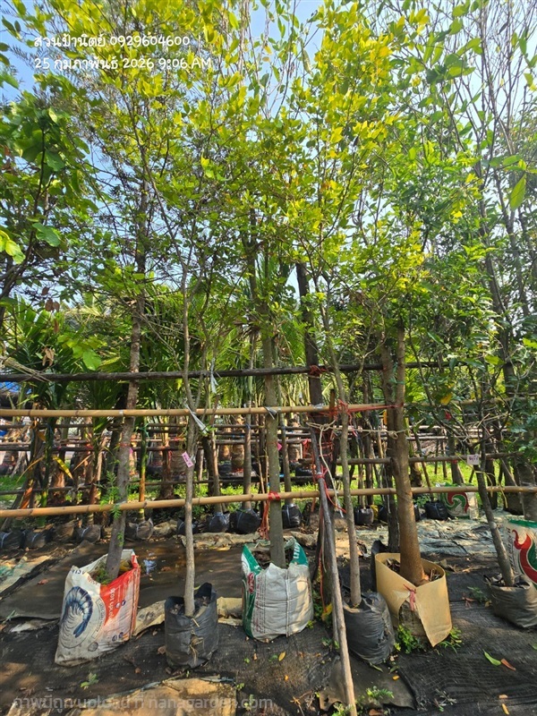 ต้นชะแมบหรือทองนพเก้า 2" กำลังแตกใบใหม่ | สวนป้านิตย์ ปราจีนบุรี - เมืองปราจีนบุรี ปราจีนบุรี